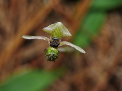 Chiloglottis trapeziformis