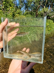 Cyprinella spiloptera