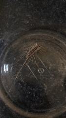 Scutigera coleoptrata