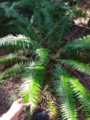 Polystichum munitum