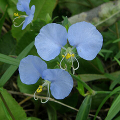 Commelina erecta