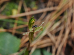 Chiloglottis trapeziformis