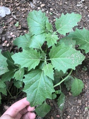 Physalis hederifolia