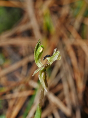 Chiloglottis trapeziformis
