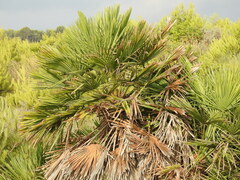 Chamaerops humilis
