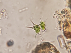 Staurodesmus octocornis