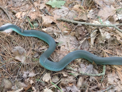 Coluber constrictor foxii