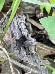 Copestylum violaceum