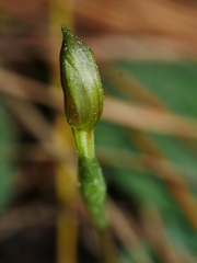 Chiloglottis trapeziformis