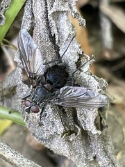 Copestylum violaceum