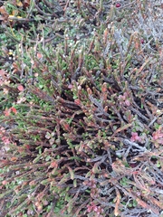 Cassiope tetragona