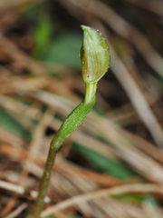 Chiloglottis trapeziformis