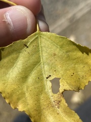 Cardiocondyla mauritanica