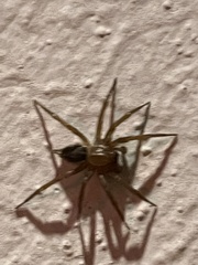 Lycosoides coarctata