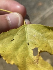 Cardiocondyla mauritanica