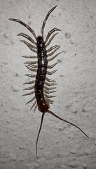 Lithobiomorpha