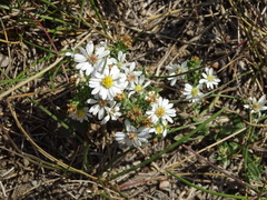 Symphyotrichum ericoides