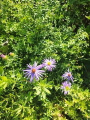 Symphyotrichum oblongifolium
