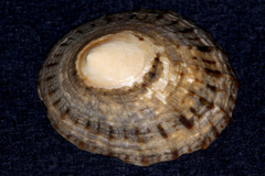 Cellana radians