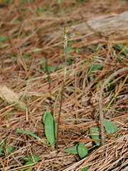 Chiloglottis trapeziformis