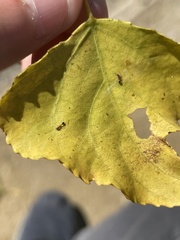 Cardiocondyla mauritanica