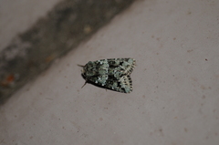 Lacinipolia