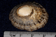 Cellana radians