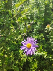 Symphyotrichum oblongifolium
