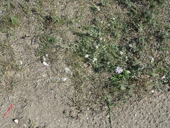 Symphyotrichum ericoides