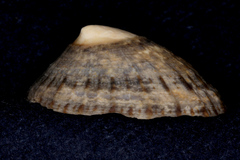 Cellana radians