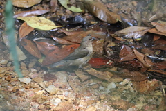 Sporophila