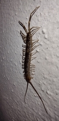 Lithobiomorpha