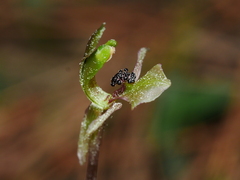Chiloglottis trapeziformis