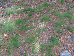 Piptochaetium fimbriatum