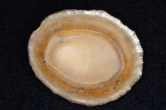 Cellana radians