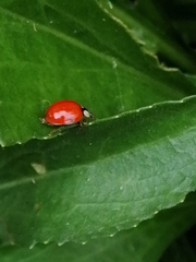 Hesperomyces harmoniae