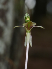 Chiloglottis trapeziformis