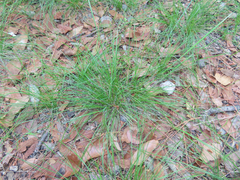 Piptochaetium fimbriatum