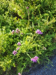 Verbena bonariensis