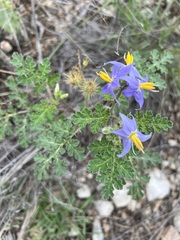 Solanum citrullifolium