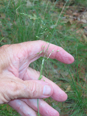 Piptochaetium fimbriatum