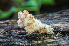 Hericium coralloides