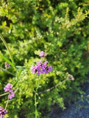 Verbena bonariensis