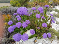 Pseudoselago pulchra