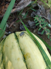 Anasa tristis