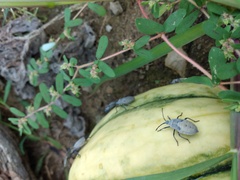 Anasa tristis