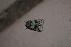 Lacinipolia