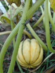 Anasa tristis