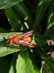 Polistes