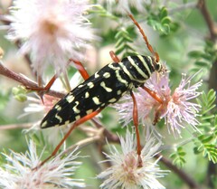 Placosternus erythropus